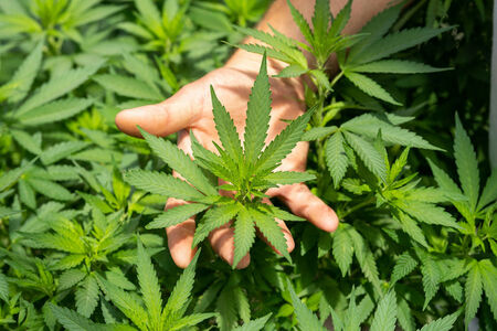 Exploring Gello Shotz: The Must-Try Cannabis Strain of 2025