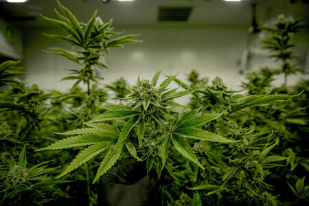 Kentucky Takes a Big Step Forward with Medical Cannabis Program in 2025
