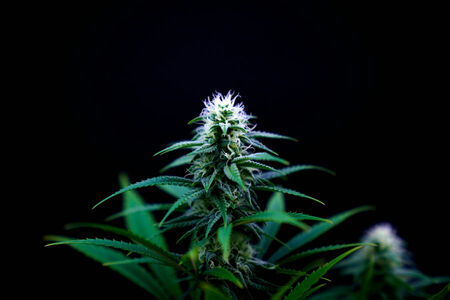 California’s OG Kush: A Legendary Cannabis Strain