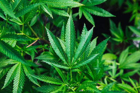 Pennsylvania's Push Towards Marijuana Legalization in 2025