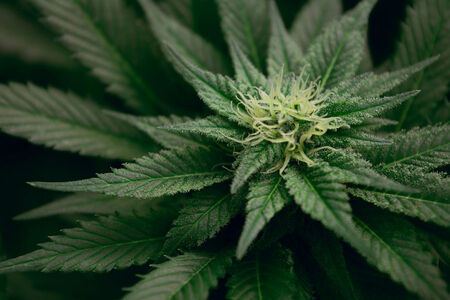 Ohio’s Cannabis Milestone: Recreational Use and Cultivation Legalized