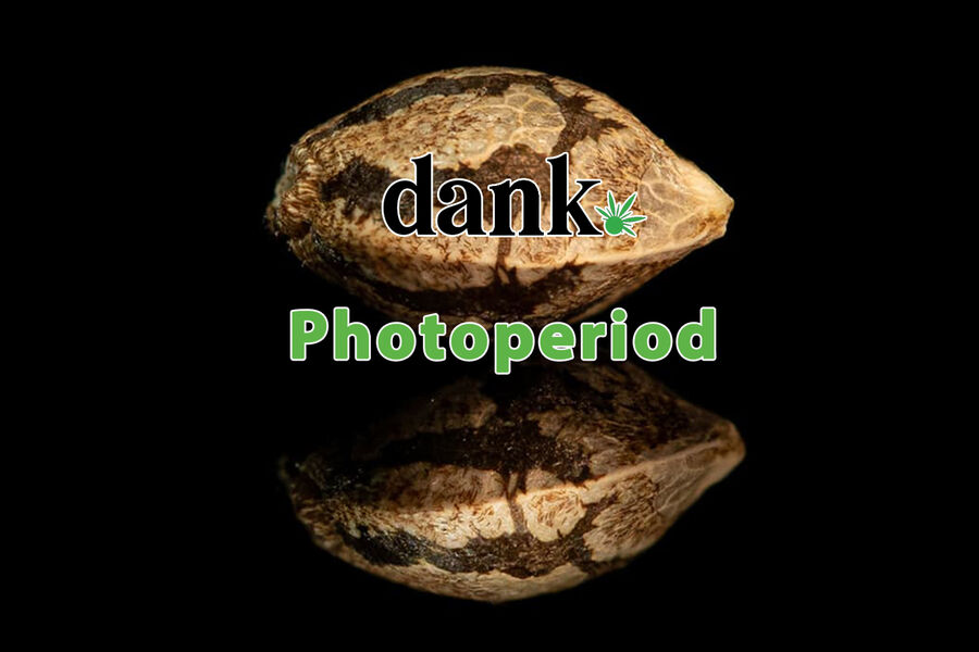 Dank Seeds Photoperiod Feminized Genetics