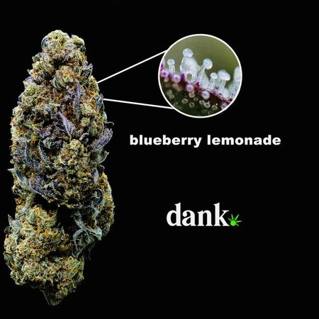 Blueberry Lemonade 2.0 • NEW Re-Release!