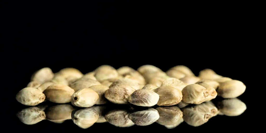 Dank Seeds