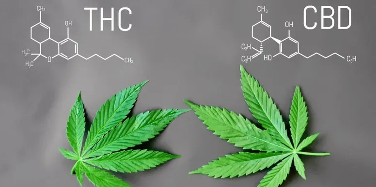 THC & CBD &bull; The Difference